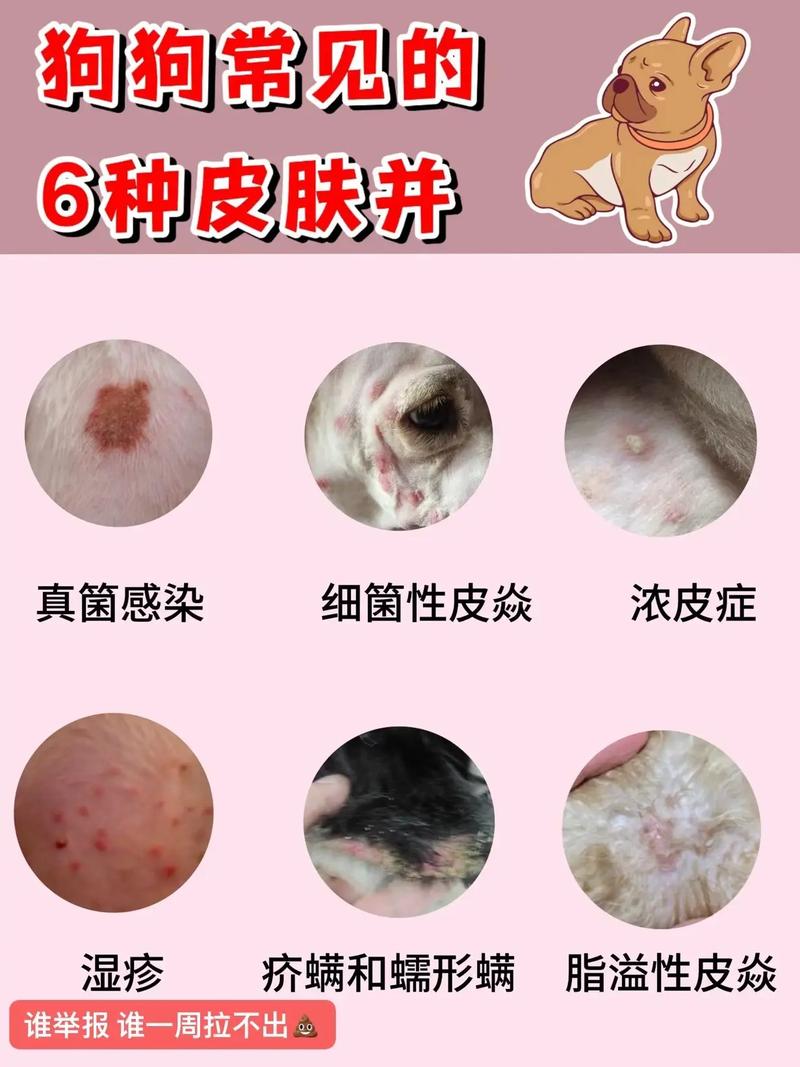 狗狗过敏的症状，狗过敏一般会持续多久？-第5张图片-后鲨宠物