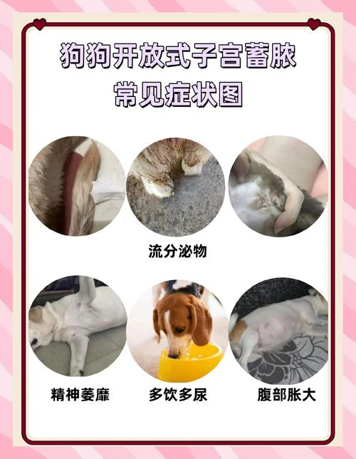 狗狗宫缩的表现,狗狗宫缩的表现症状?-第1张图片-后鲨宠物 狗狗宫缩的表现,狗狗宫缩的表现症状?-第1张图片-后鲨宠物