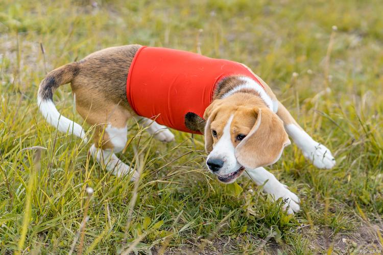 狗狗脑震荡怎么治疗_狗狗脑震荡症状及治疗-第2张图片-后鲨宠物 狗狗脑震荡怎么治疗_狗狗脑震荡症状及治疗-第2张图片-后鲨宠物