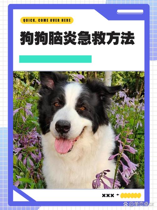 狗狗脑震荡怎么治疗_狗狗脑震荡症状及治疗-第6张图片-后鲨宠物 狗狗脑震荡怎么治疗_狗狗脑震荡症状及治疗-第6张图片-后鲨宠物