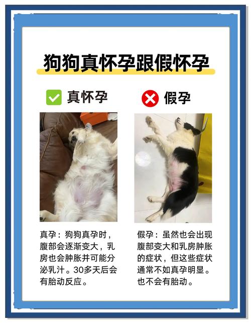 狗狗容易怀孕吗_狗狗容易怀孕吗