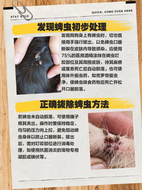 狗狗身上蜱虫怎么消灭,狗狗身上蜱虫怎么消灭干净?-第6张图片-后鲨宠物 狗狗身上蜱虫怎么消灭,狗狗身上蜱虫怎么消灭干净?-第6张图片-后鲨宠物