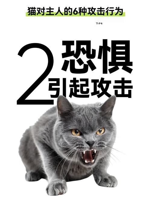 猫咪为什么会炸毛,猫咪为什么会炸毛弓背?-第2张图片-后鲨宠物 猫咪为什么会炸毛,猫咪为什么会炸毛弓背?-第2张图片-后鲨宠物