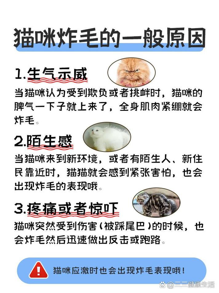 猫咪为什么会炸毛,猫咪为什么会炸毛弓背?-第6张图片-后鲨宠物 猫咪为什么会炸毛,猫咪为什么会炸毛弓背?-第6张图片-后鲨宠物
