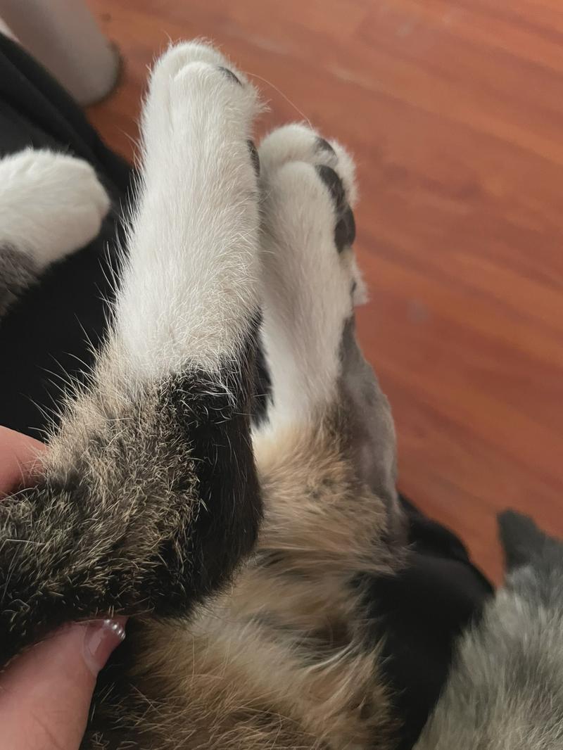 猫咪后腿外八字正常吗_猫后腿外八字什么问题-第2张图片-后鲨宠物 猫咪后腿外八字正常吗_猫后腿外八字什么问题-第2张图片-后鲨宠物