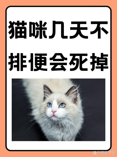  猫咪几天没拉屎怎么办，猫咪几天不拉屎正常吗-第1张图片-后鲨宠物