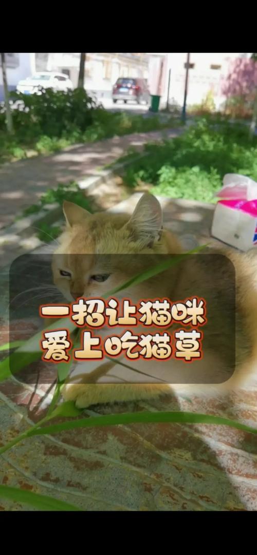 狗狗可以吃猫草吗,狗狗可以吃猫草吗有毒吗-第1张图片-后鲨宠物 狗狗可以吃猫草吗,狗狗可以吃猫草吗有毒吗-第1张图片-后鲨宠物