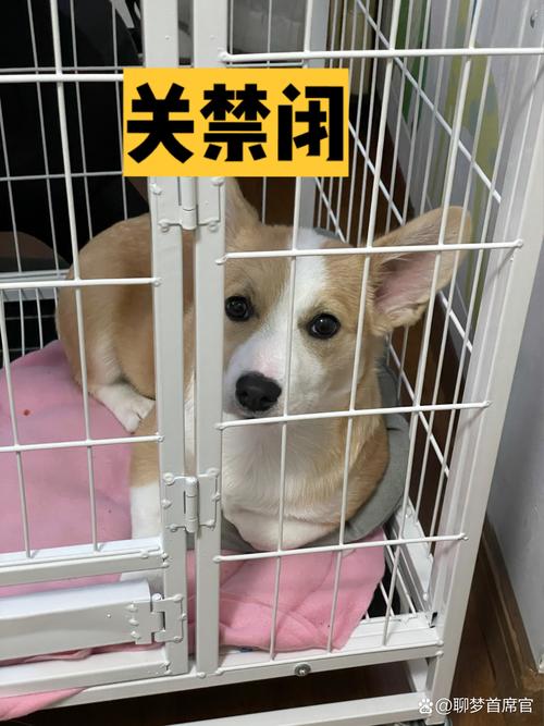 把狗狗关在笼子里好吗,把狗关在狗笼里有什么害处-第3张图片-后鲨宠物 把狗狗关在笼子里好吗,把狗关在狗笼里有什么害处-第3张图片-后鲨宠物