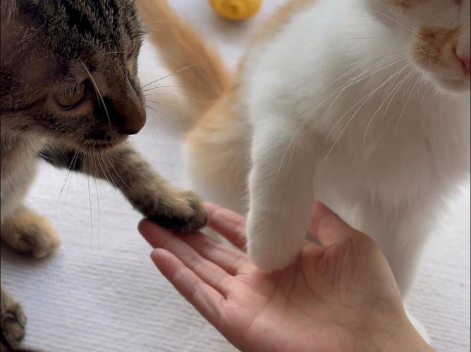 向猫咪表示友好的方式_怎样向猫咪示爱