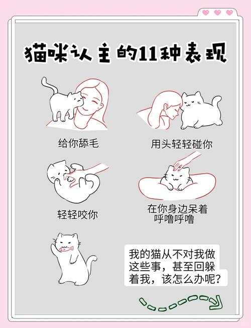 向猫咪表示友好的方式_怎样向猫咪示爱-第3张图片-后鲨宠物