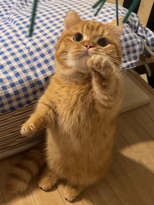 向猫咪表示友好的方式_怎样向猫咪示爱-第5张图片-后鲨宠物