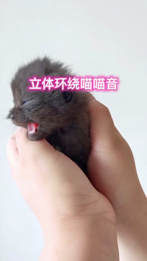 猫咪呼唤小猫的声音,猫呼呼叫?-第2张图片-后鲨宠物 猫咪呼唤小猫的声音,猫呼呼叫?-第2张图片-后鲨宠物