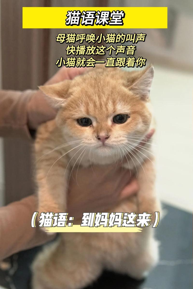 猫咪呼唤小猫的声音,猫呼呼叫?-第3张图片-后鲨宠物 猫咪呼唤小猫的声音,猫呼呼叫?-第3张图片-后鲨宠物