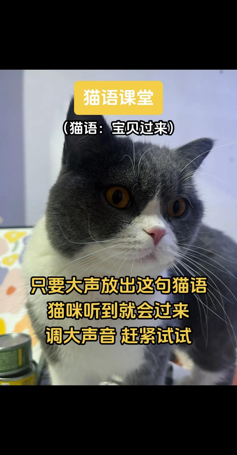 猫咪呼唤小猫的声音,猫呼呼叫?-第5张图片-后鲨宠物 猫咪呼唤小猫的声音,猫呼呼叫?-第5张图片-后鲨宠物