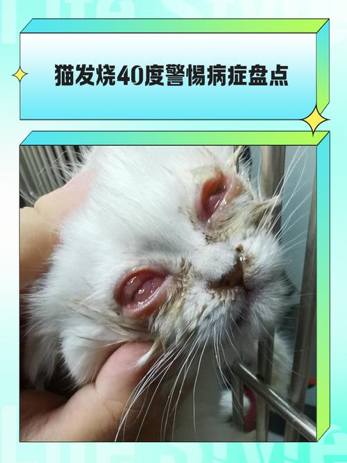 猫咪发烧有什么症状,猫咪发烧有什么症状表现-第3张图片-后鲨宠物 猫咪发烧有什么症状,猫咪发烧有什么症状表现-第3张图片-后鲨宠物