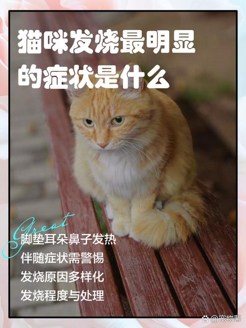 猫咪发烧有什么症状,猫咪发烧有什么症状表现-第4张图片-后鲨宠物 猫咪发烧有什么症状,猫咪发烧有什么症状表现-第4张图片-后鲨宠物