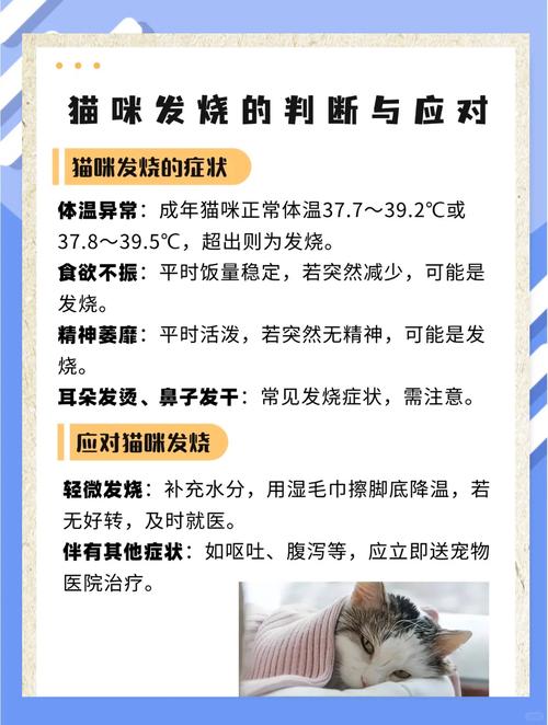 猫咪发烧有什么症状,猫咪发烧有什么症状表现-第5张图片-后鲨宠物 猫咪发烧有什么症状,猫咪发烧有什么症状表现-第5张图片-后鲨宠物