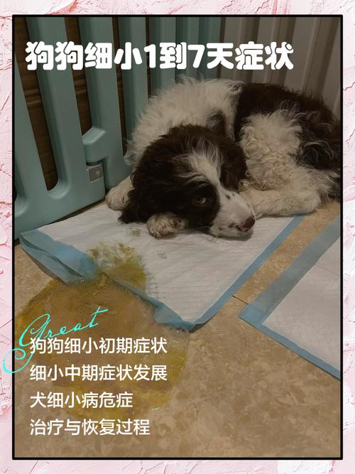 狗狗感染细小的症状,细小一般第几天死亡?-第5张图片-后鲨宠物 狗狗感染细小的症状,细小一般第几天死亡?-第5张图片-后鲨宠物