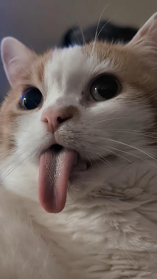 猫咪为什么会吐舌头,猫咪为什么会吐舌头出来-第5张图片-后鲨宠物 猫咪为什么会吐舌头,猫咪为什么会吐舌头出来-第5张图片-后鲨宠物