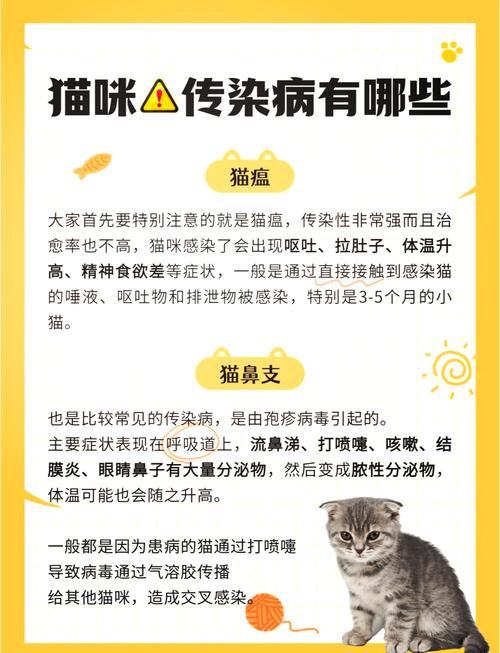 猫咪为什么会得猫瘟,小猫为什么会得猫瘟-第4张图片-后鲨宠物 猫咪为什么会得猫瘟,小猫为什么会得猫瘟-第4张图片-后鲨宠物