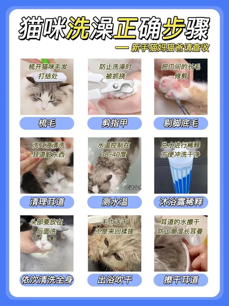 猫咪要多久洗一次澡_猫咪要多久洗一次澡合适-第5张图片-后鲨宠物 猫咪要多久洗一次澡_猫咪要多久洗一次澡合适-第5张图片-后鲨宠物