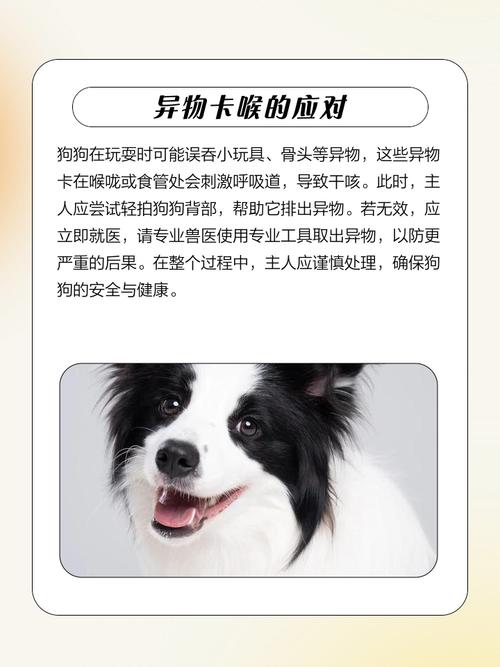 狗狗干咳怎么办,狗狗干咳吐白色粘稠物怎么回事?-第5张图片-后鲨宠物 狗狗干咳怎么办,狗狗干咳吐白色粘稠物怎么回事?-第5张图片-后鲨宠物