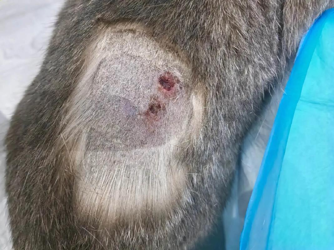 猫咪身上有个小血洞,猫咪身上有个小血洞怎么办?-第1张图片-后鲨宠物 猫咪身上有个小血洞,猫咪身上有个小血洞怎么办?-第1张图片-后鲨宠物