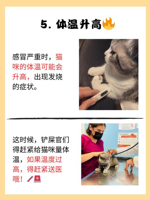 人感冒会传染给猫咪吗_人感冒会传染猫么-第1张图片-后鲨宠物 人感冒会传染给猫咪吗_人感冒会传染猫么-第1张图片-后鲨宠物