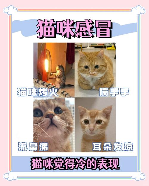 人感冒会传染给猫咪吗_人感冒会传染猫么-第2张图片-后鲨宠物 人感冒会传染给猫咪吗_人感冒会传染猫么-第2张图片-后鲨宠物