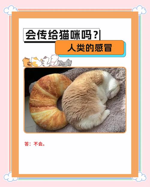 人感冒会传染给猫咪吗_人感冒会传染猫么-第4张图片-后鲨宠物 人感冒会传染给猫咪吗_人感冒会传染猫么-第4张图片-后鲨宠物