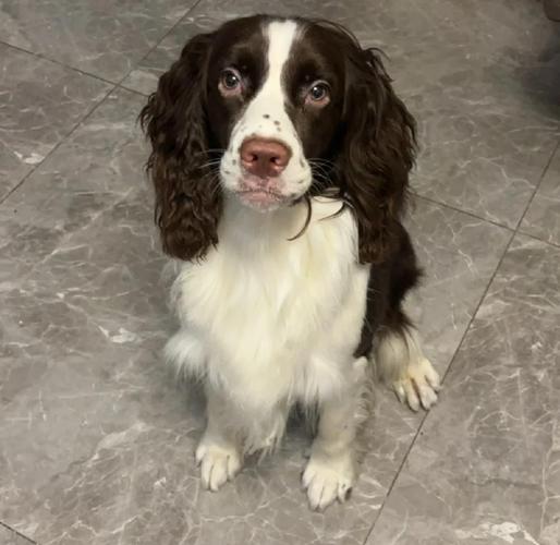 狗狗肠胃不舒服的表现_狗狗肠胃不好怎么治疗-第5张图片-后鲨宠物 狗狗肠胃不舒服的表现_狗狗肠胃不好怎么治疗-第5张图片-后鲨宠物