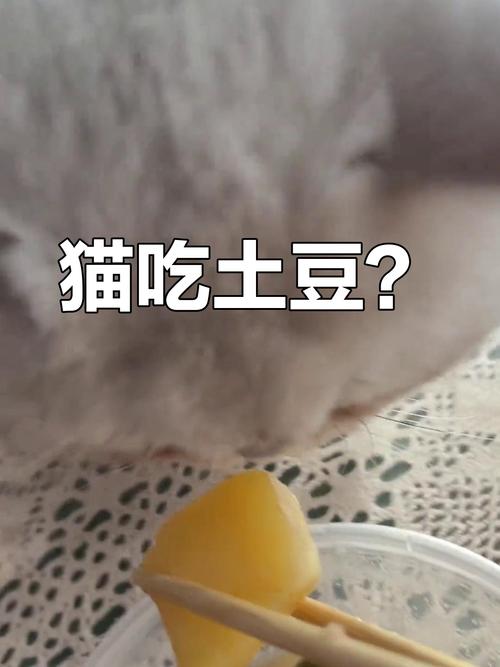 猫咪可以吃土豆泥吗,猫咪可以吃土豆不?-第2张图片-后鲨宠物 猫咪可以吃土豆泥吗,猫咪可以吃土豆不?-第2张图片-后鲨宠物