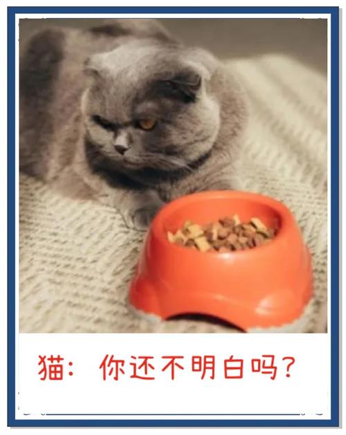 猫咪可以吃土豆泥吗,猫咪可以吃土豆不?-第5张图片-后鲨宠物 猫咪可以吃土豆泥吗,猫咪可以吃土豆不?-第5张图片-后鲨宠物
