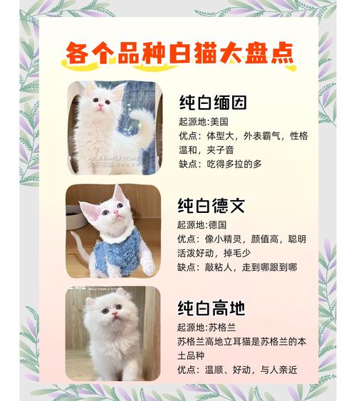 小猫咪名字大全可爱_最旺主人的猫咪名字-第1张图片-后鲨宠物 小猫咪名字大全可爱_最旺主人的猫咪名字-第1张图片-后鲨宠物
