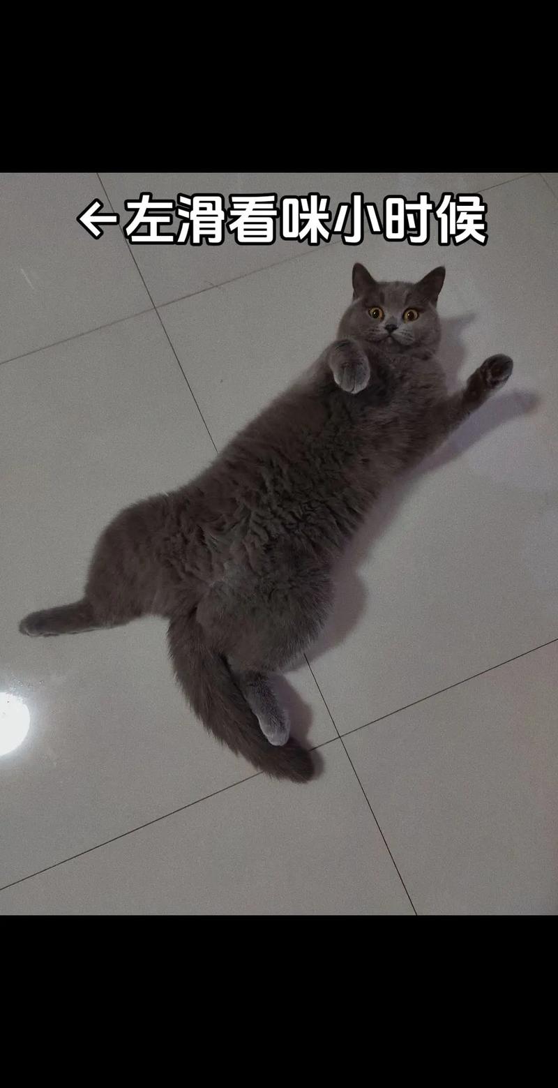 小猫咪名字大全可爱_最旺主人的猫咪名字-第2张图片-后鲨宠物 小猫咪名字大全可爱_最旺主人的猫咪名字-第2张图片-后鲨宠物