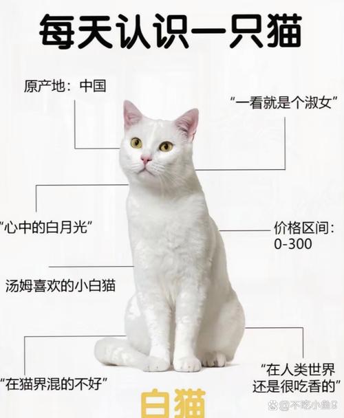 小猫咪名字大全可爱_最旺主人的猫咪名字-第3张图片-后鲨宠物 小猫咪名字大全可爱_最旺主人的猫咪名字-第3张图片-后鲨宠物