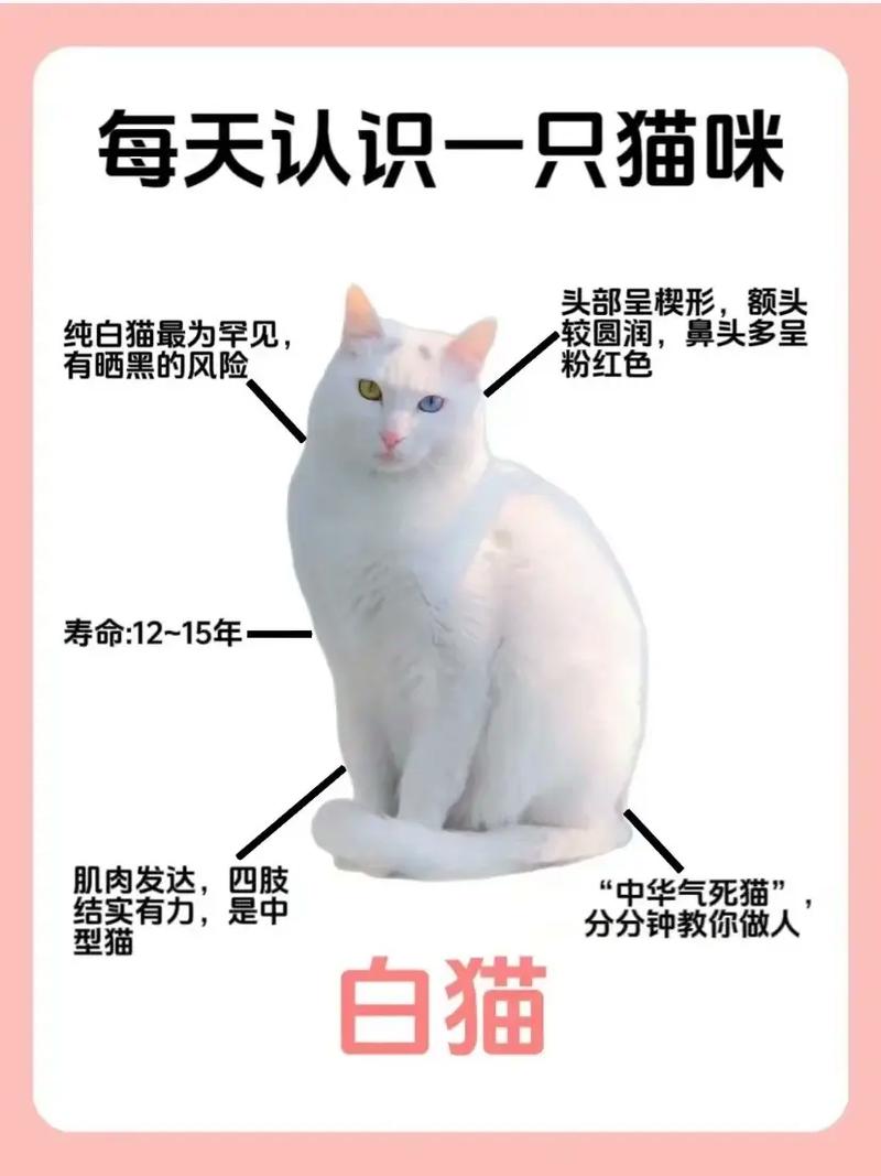小猫咪名字大全可爱_最旺主人的猫咪名字-第4张图片-后鲨宠物 小猫咪名字大全可爱_最旺主人的猫咪名字-第4张图片-后鲨宠物