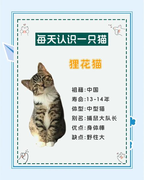 小猫咪名字大全可爱_最旺主人的猫咪名字-第5张图片-后鲨宠物 小猫咪名字大全可爱_最旺主人的猫咪名字-第5张图片-后鲨宠物