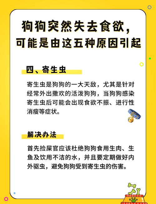 狗狗不吃饭是怎么回事_主人不在家狗狗不吃饭是怎么回事-第6张图片-后鲨宠物 狗狗不吃饭是怎么回事_主人不在家狗狗不吃饭是怎么回事-第6张图片-后鲨宠物