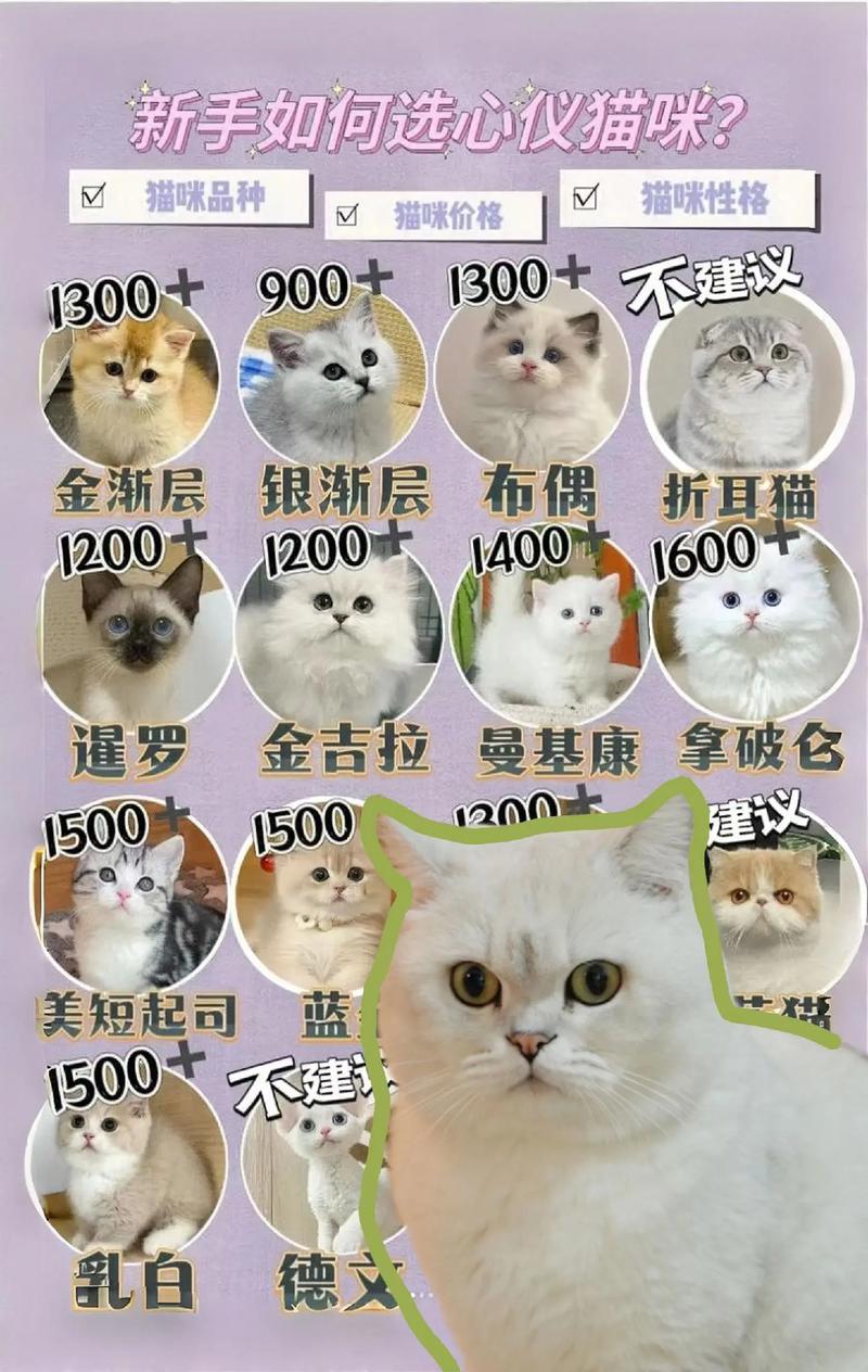 小猫咪要怎么养,小猫咪怎么养?-第1张图片-后鲨宠物 小猫咪要怎么养,小猫咪怎么养?-第1张图片-后鲨宠物