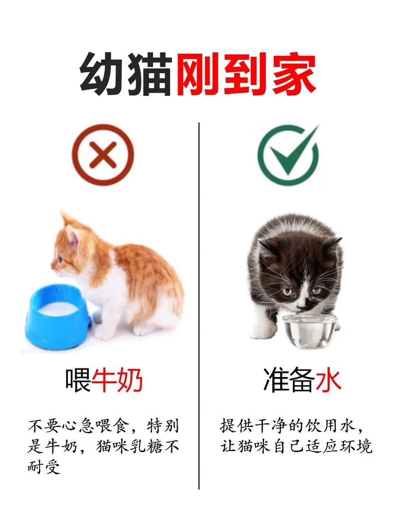 小猫咪要怎么养,小猫咪怎么养?-第2张图片-后鲨宠物 小猫咪要怎么养,小猫咪怎么养?-第2张图片-后鲨宠物