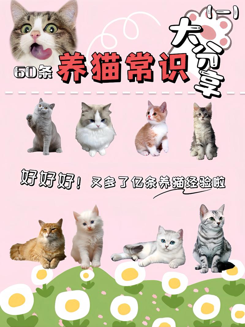 小猫咪要怎么养,小猫咪怎么养?-第4张图片-后鲨宠物 小猫咪要怎么养,小猫咪怎么养?-第4张图片-后鲨宠物
