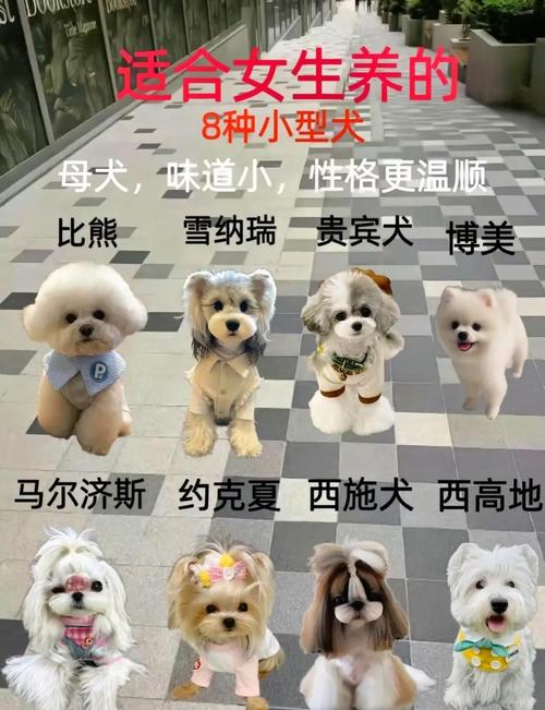 不掉毛狗狗排名_不掉毛宠物狗品种-第1张图片-后鲨宠物 不掉毛狗狗排名_不掉毛宠物狗品种-第1张图片-后鲨宠物