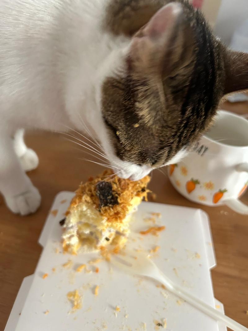 猫咪能吃肉松吗,猫可以吃肉松没事-第5张图片-后鲨宠物 猫咪能吃肉松吗,猫可以吃肉松没事-第5张图片-后鲨宠物