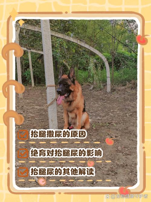  狗狗几个月会抬腿尿，狗狗几个月抬腿尿正常