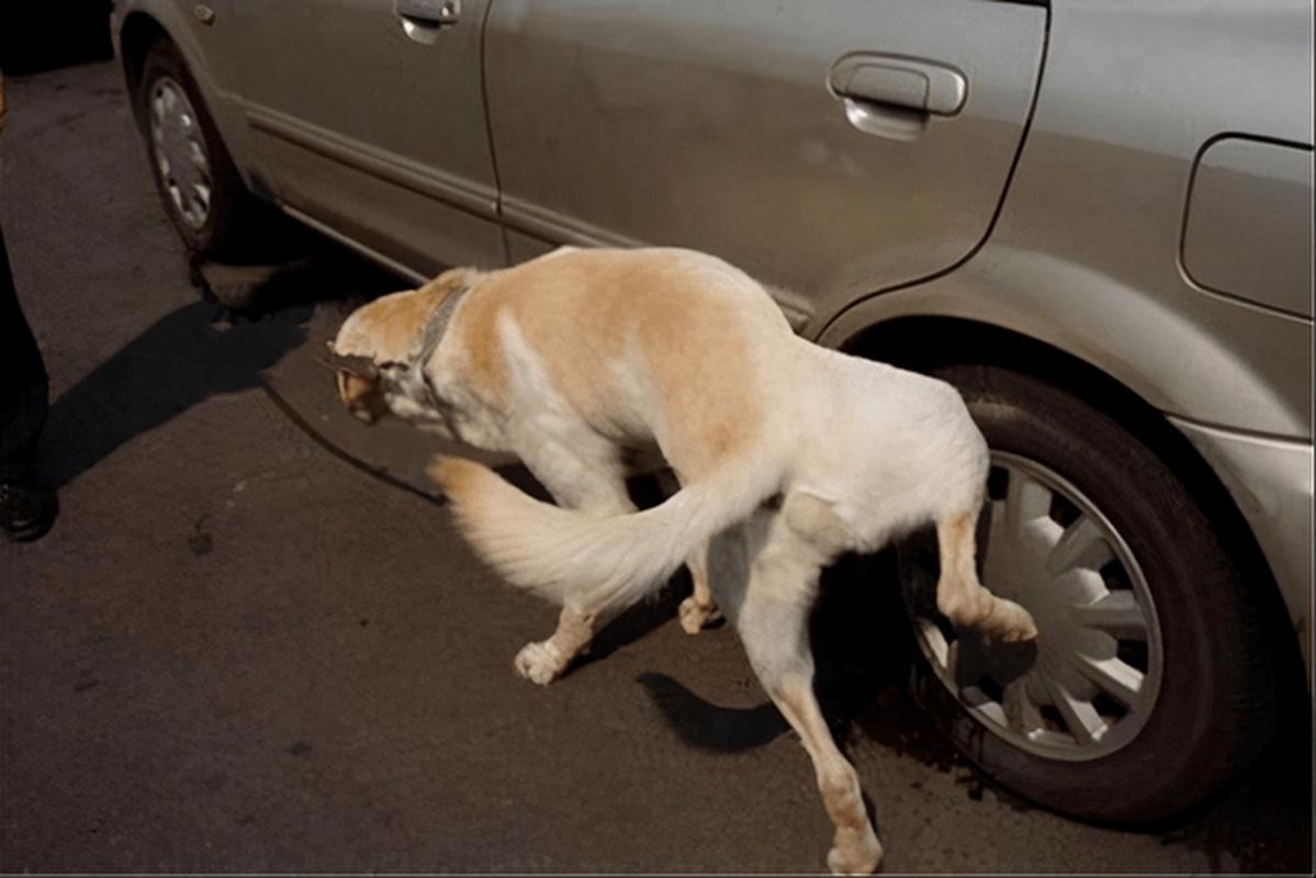 狗狗几个月会抬腿尿,狗狗几个月抬腿尿正常-第5张图片-后鲨宠物 狗狗几个月会抬腿尿,狗狗几个月抬腿尿正常-第5张图片-后鲨宠物