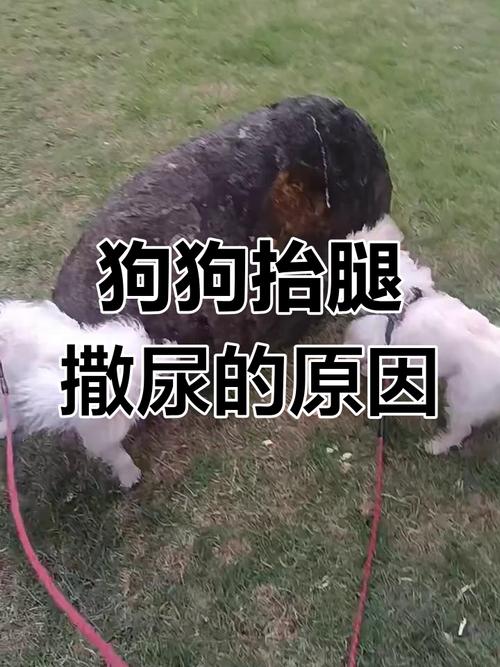 狗狗几个月会抬腿尿,狗狗几个月抬腿尿正常-第6张图片-后鲨宠物 狗狗几个月会抬腿尿,狗狗几个月抬腿尿正常-第6张图片-后鲨宠物