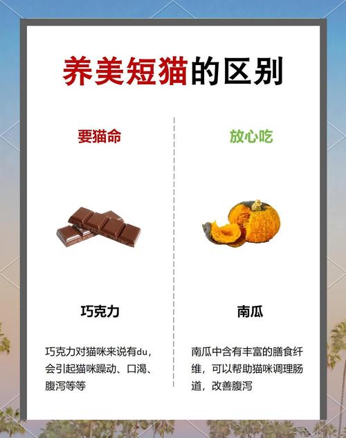 猫咪可以吃猕猴桃吗_小猫咪可不可以吃猕猴桃-第5张图片-后鲨宠物 猫咪可以吃猕猴桃吗_小猫咪可不可以吃猕猴桃-第5张图片-后鲨宠物