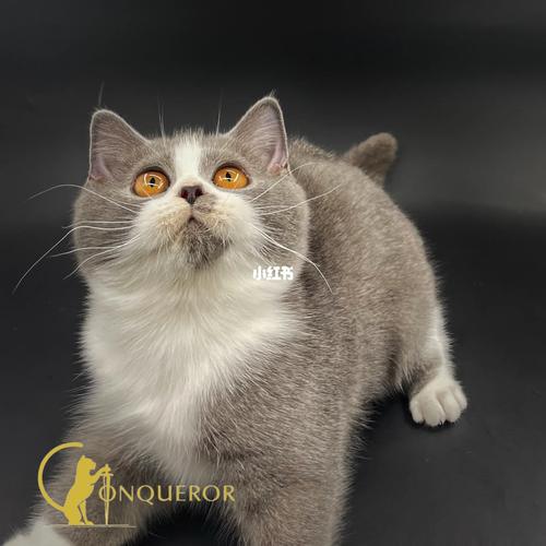 猫咪可以吃猕猴桃吗_小猫咪可不可以吃猕猴桃-第6张图片-后鲨宠物 猫咪可以吃猕猴桃吗_小猫咪可不可以吃猕猴桃-第6张图片-后鲨宠物