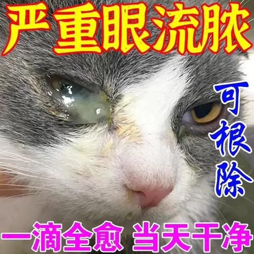 猫咪眼睛流脓用什么药,猫咪眼睛流脓会自愈吗肿胀?-第1张图片-后鲨宠物 猫咪眼睛流脓用什么药,猫咪眼睛流脓会自愈吗肿胀?-第1张图片-后鲨宠物